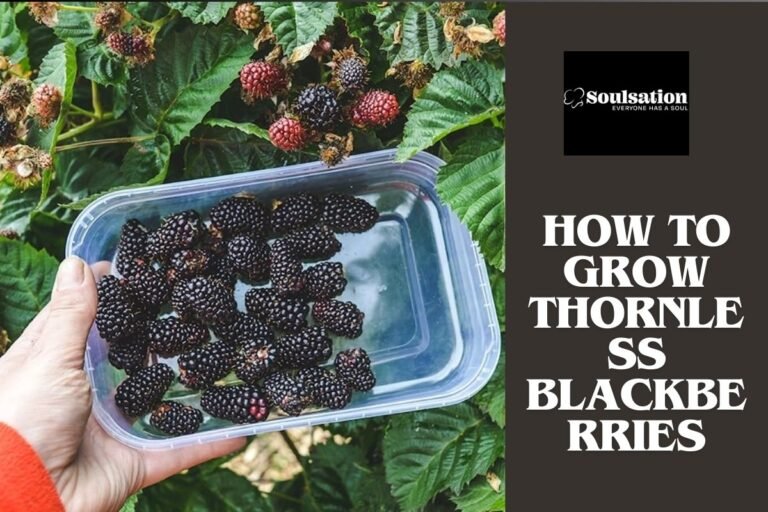 How To Grow Thornless Blackberries